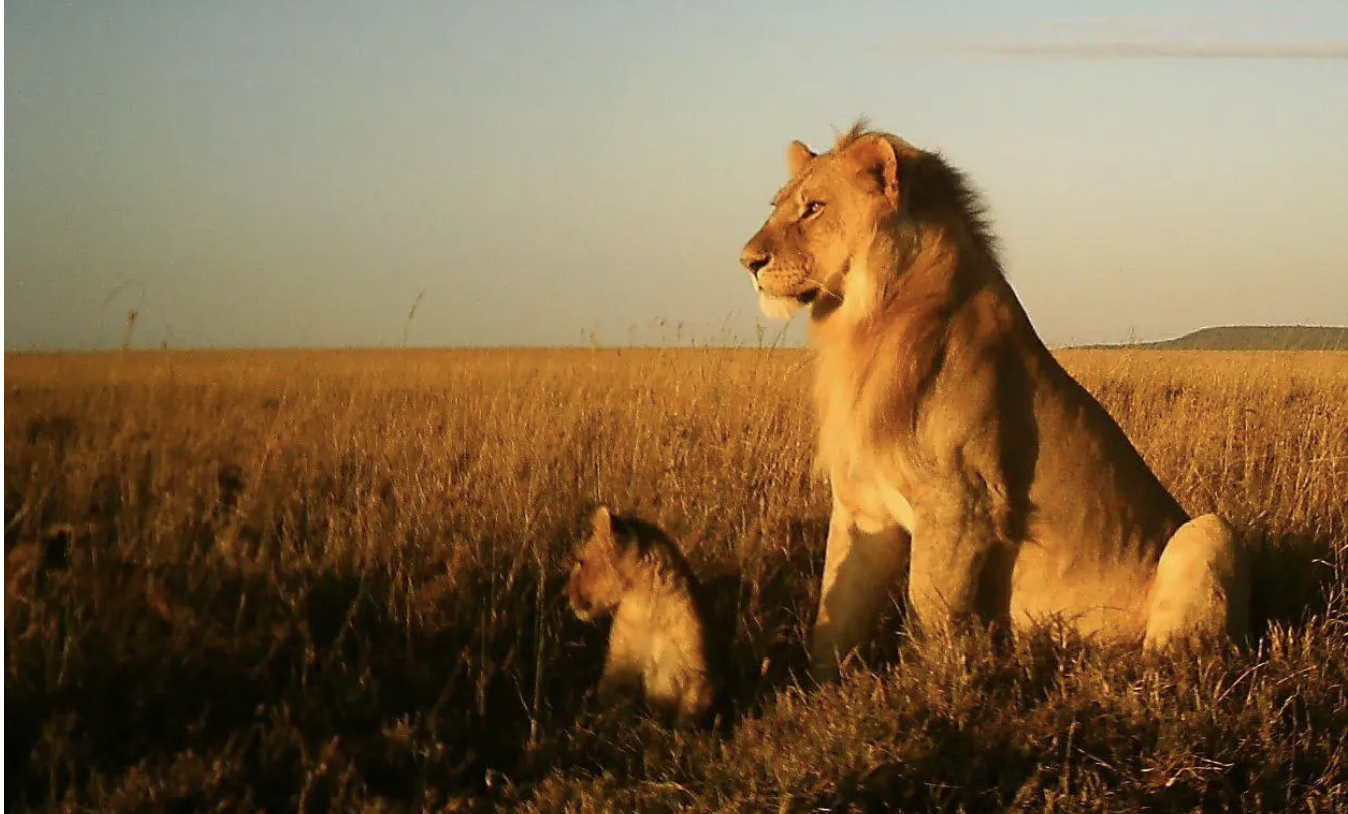 Actual serengeti shot